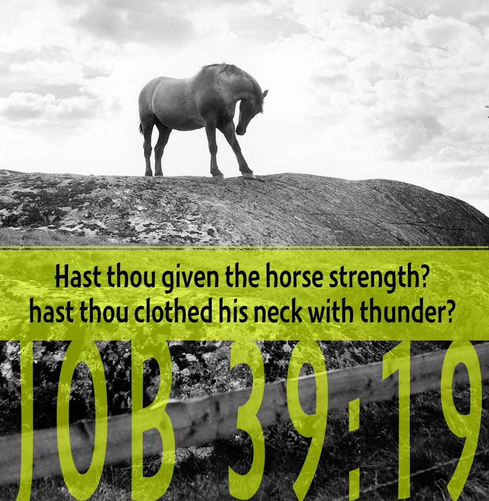 Job 39:19 Bible Art Pictures, Images, Inspirational, Horse